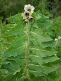 henbane
